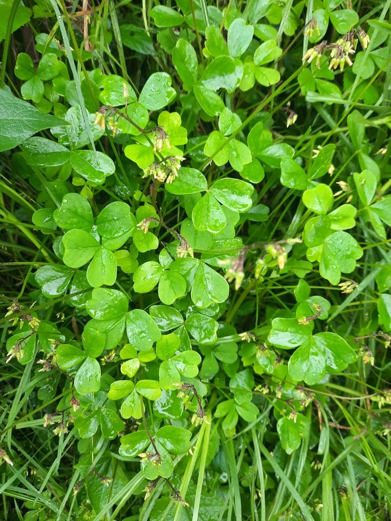 Oxalis lotoides photo 4