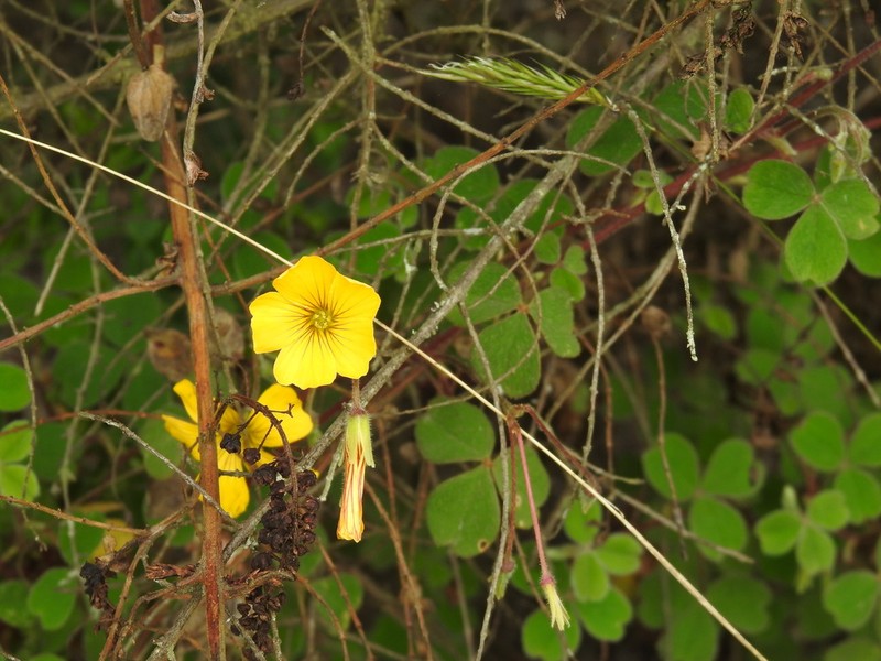 Oxalis lotoides photo 5