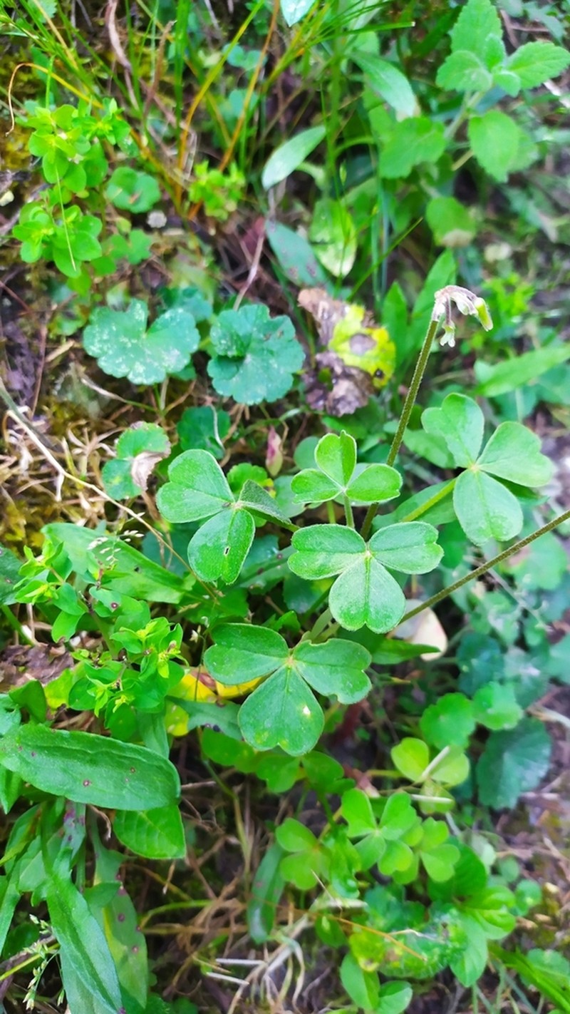 Oxalis lotoides photo 6