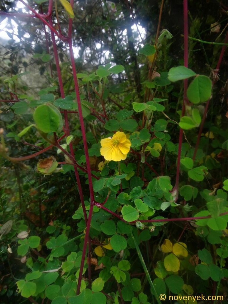 Oxalis lotoides photo 7