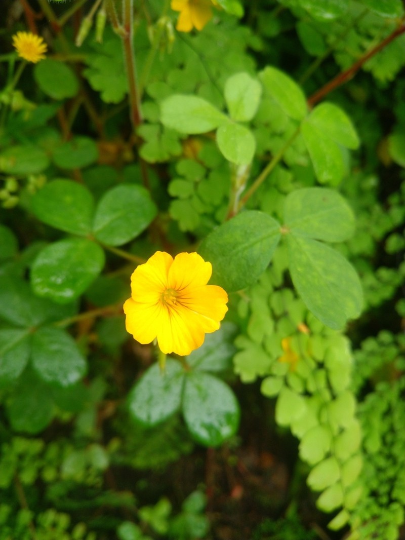 Oxalis lotoides photo 8