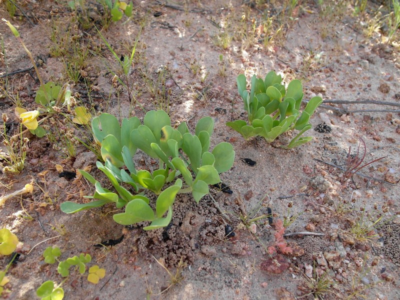 Oxalis louisae