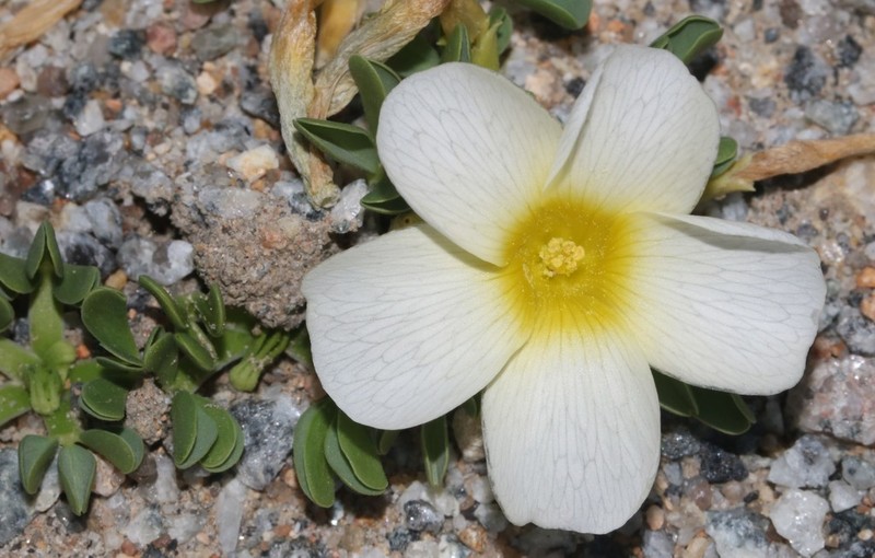 Oxalis louisae photo 2