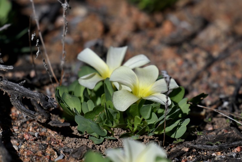 Oxalis louisae photo 3
