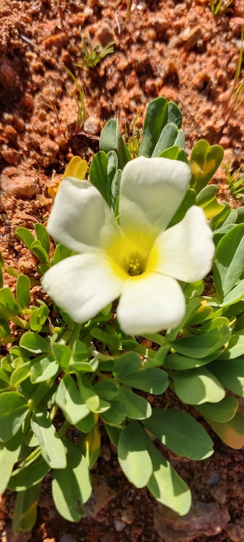 Oxalis louisae photo 4