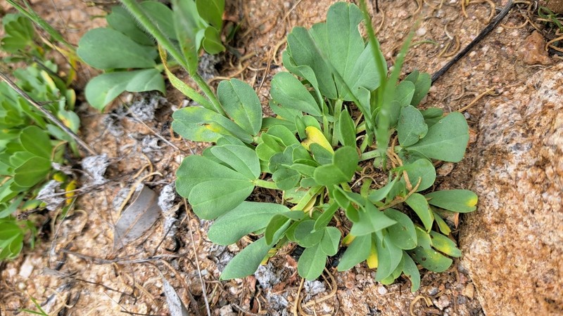 Oxalis louisae photo 5