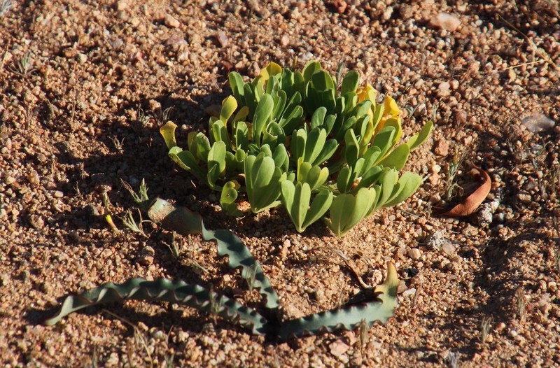 Oxalis louisae photo 6
