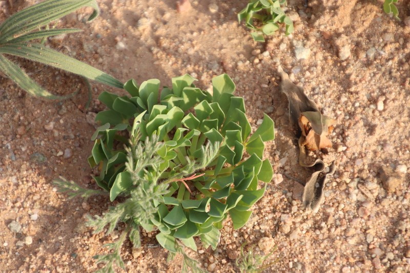 Oxalis louisae photo 7