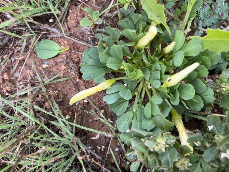Oxalis louisae photo 8