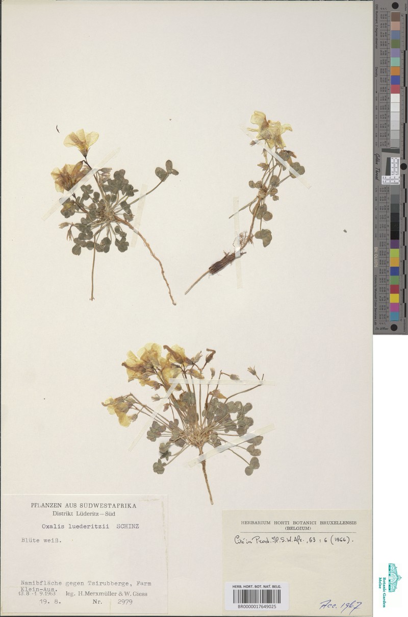 Oxalis luederitzii