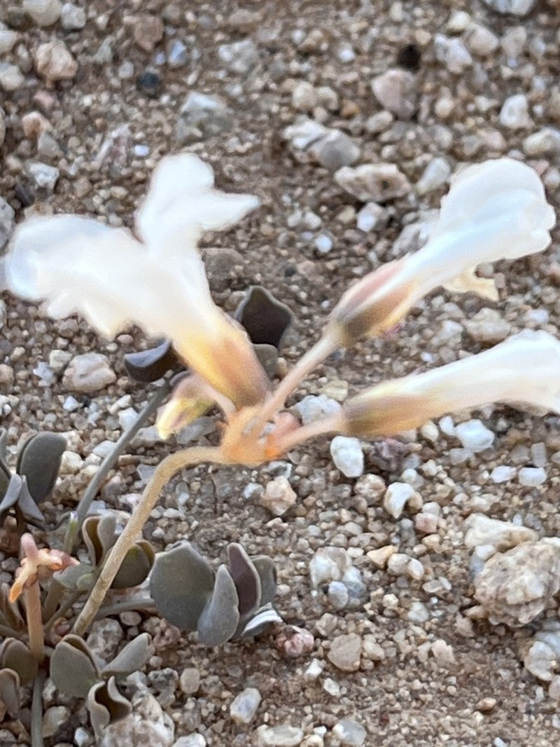 Oxalis luederitzii photo 3