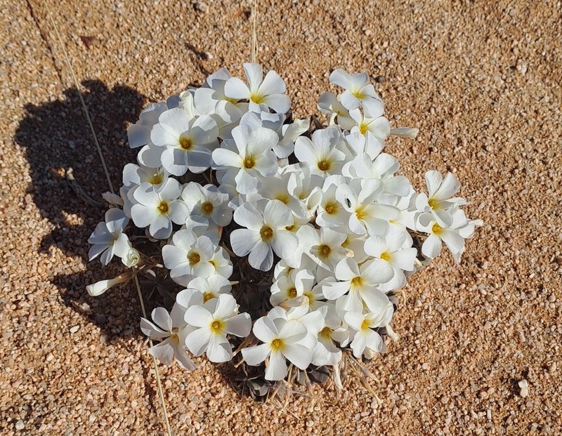 Oxalis luederitzii photo 4