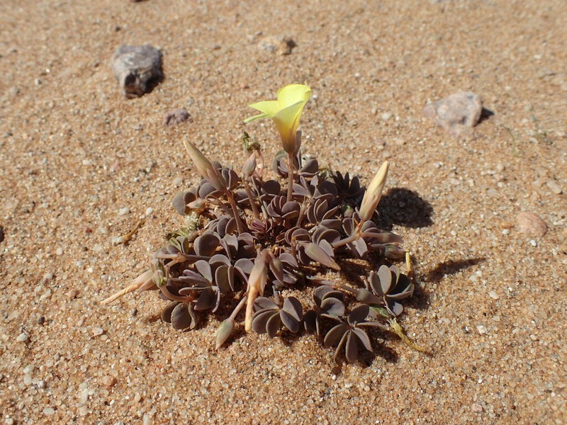Oxalis luederitzii photo 5