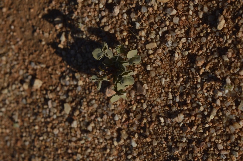 Oxalis luederitzii photo 6