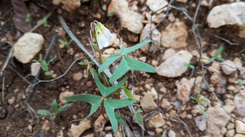 Oxalis lunulata
