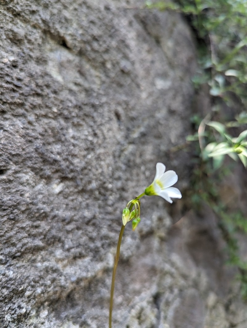 Oxalis lunulata photo 2