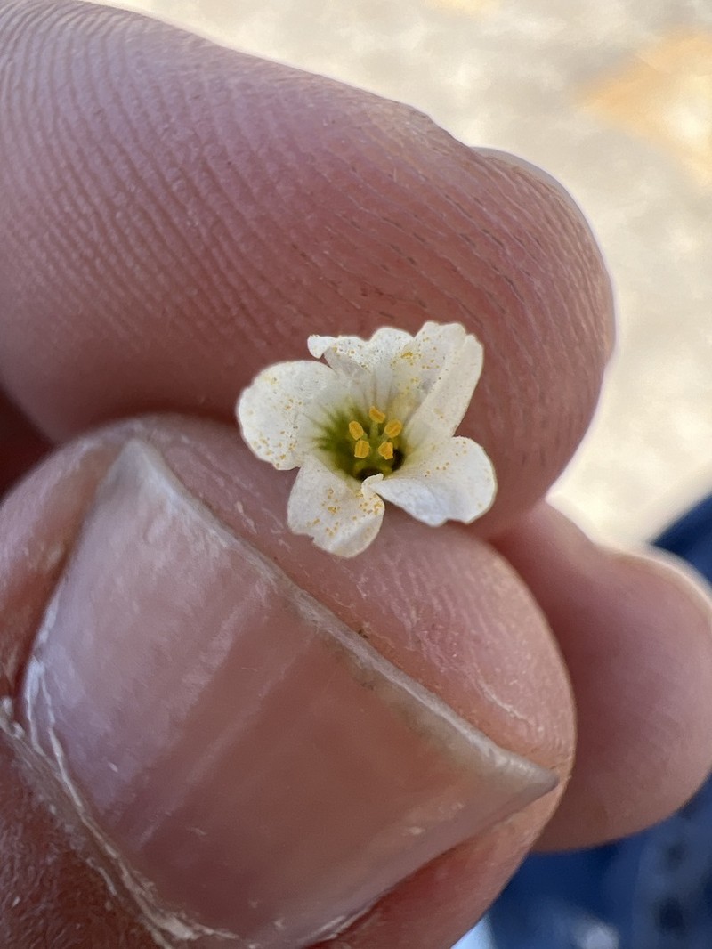 Oxalis lunulata photo 3