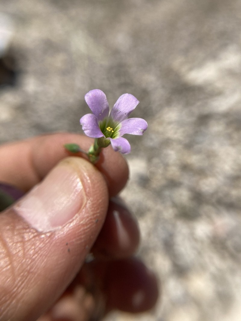 Oxalis lunulata photo 4