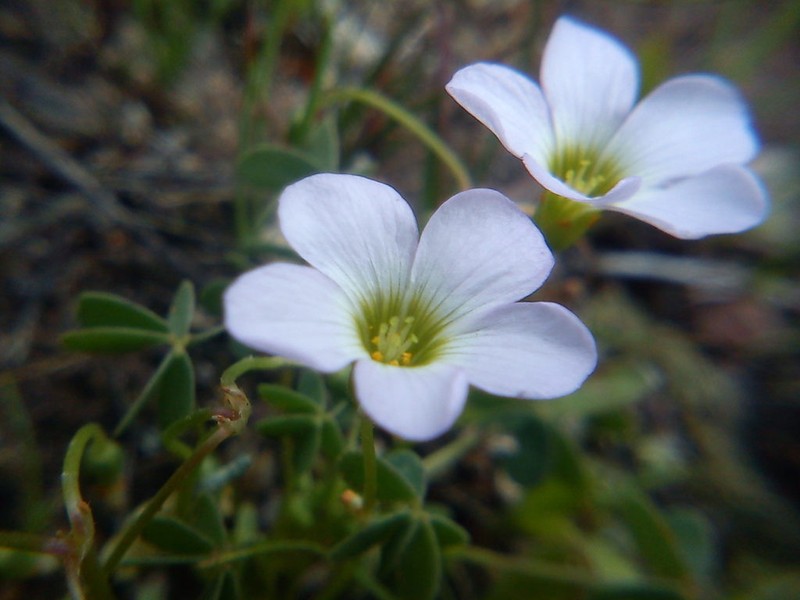 Oxalis lunulata photo 5