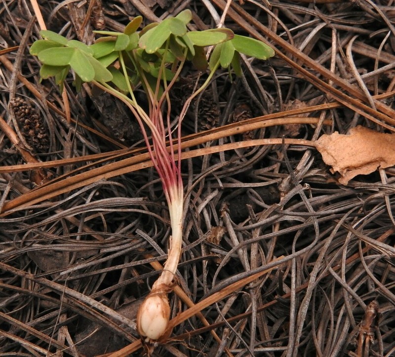 Oxalis lunulata photo 6
