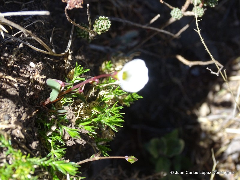 Oxalis lunulata photo 7