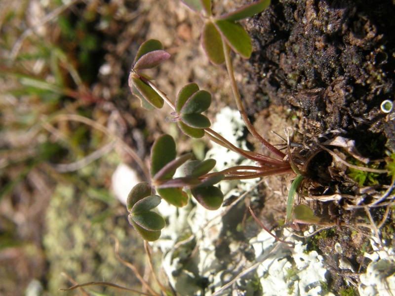 Oxalis lunulata photo 8
