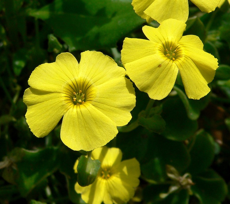 Oxalis luteola