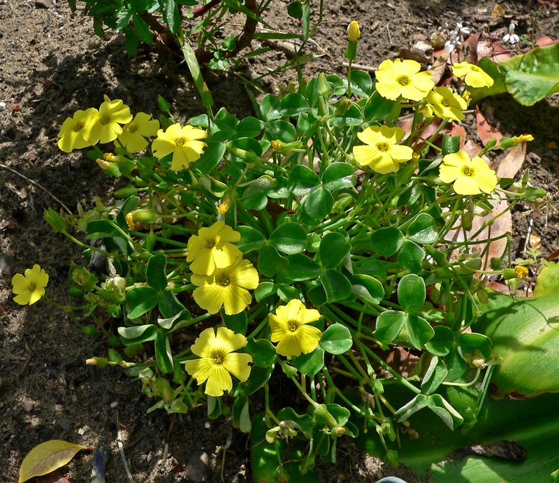 Oxalis luteola photo 2