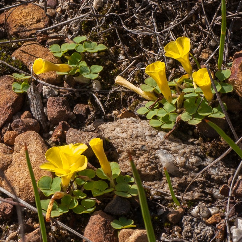 Oxalis luteola photo 3