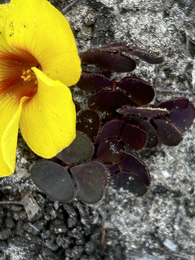 Oxalis luteola photo 4