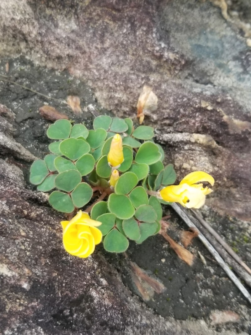 Oxalis luteola photo 5