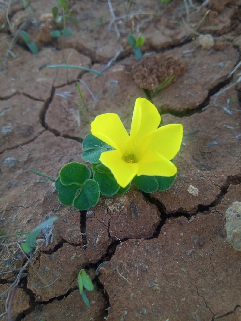 Oxalis luteola photo 6