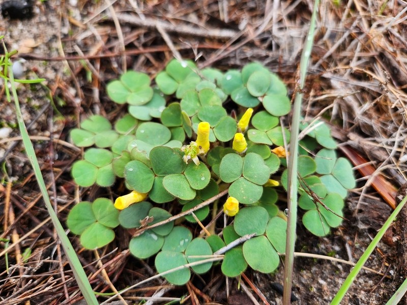 Oxalis luteola photo 7