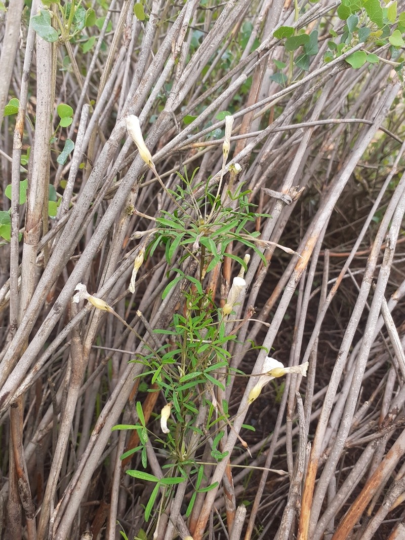 Oxalis macra photo 2