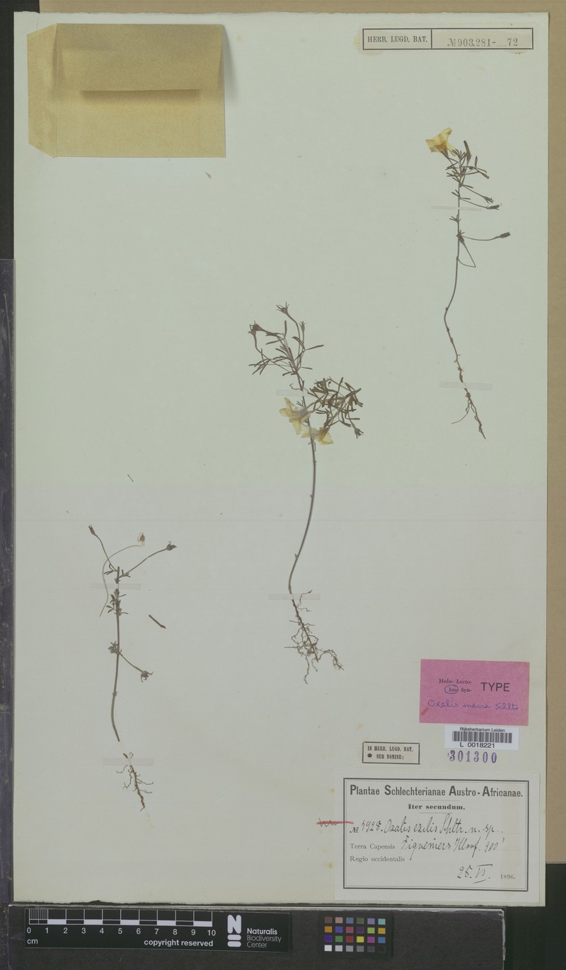 Oxalis macra photo 3