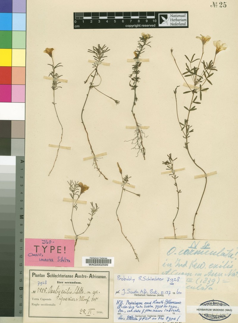 Oxalis macra photo 4