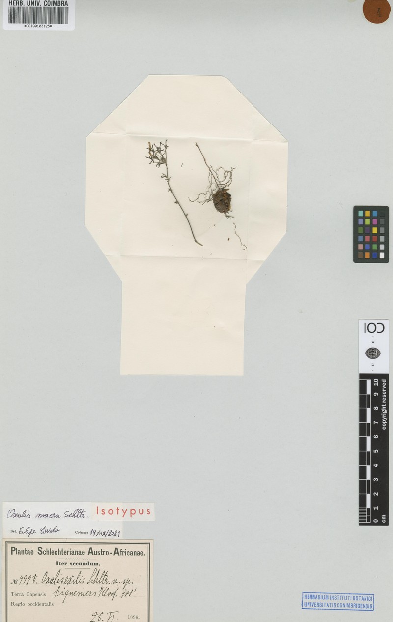 Oxalis macra