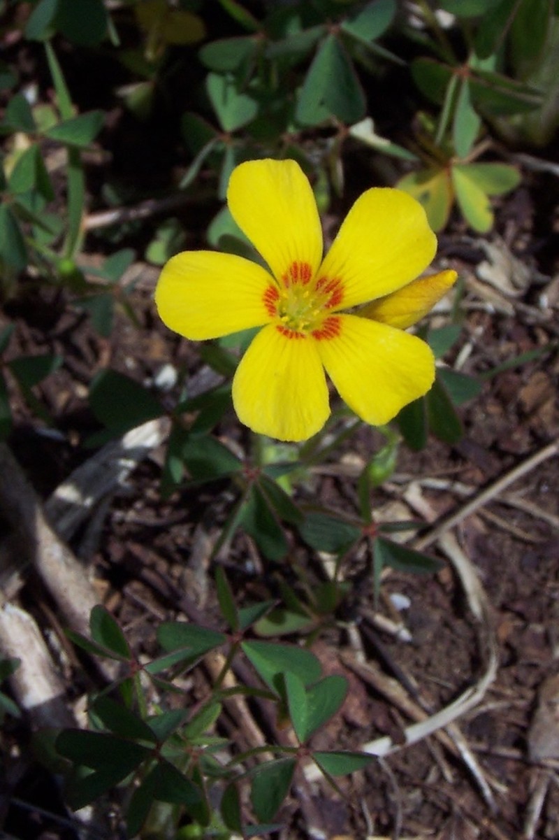 Tufted Yellow Woodsorrel