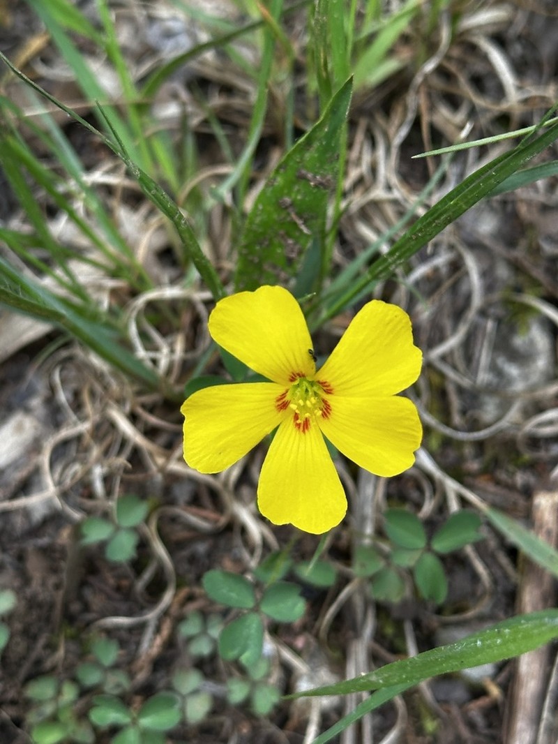 Tufted Yellow Woodsorrel photo 2
