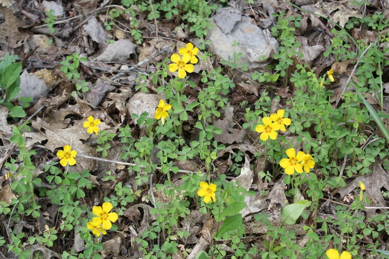 Tufted Yellow Woodsorrel photo 3