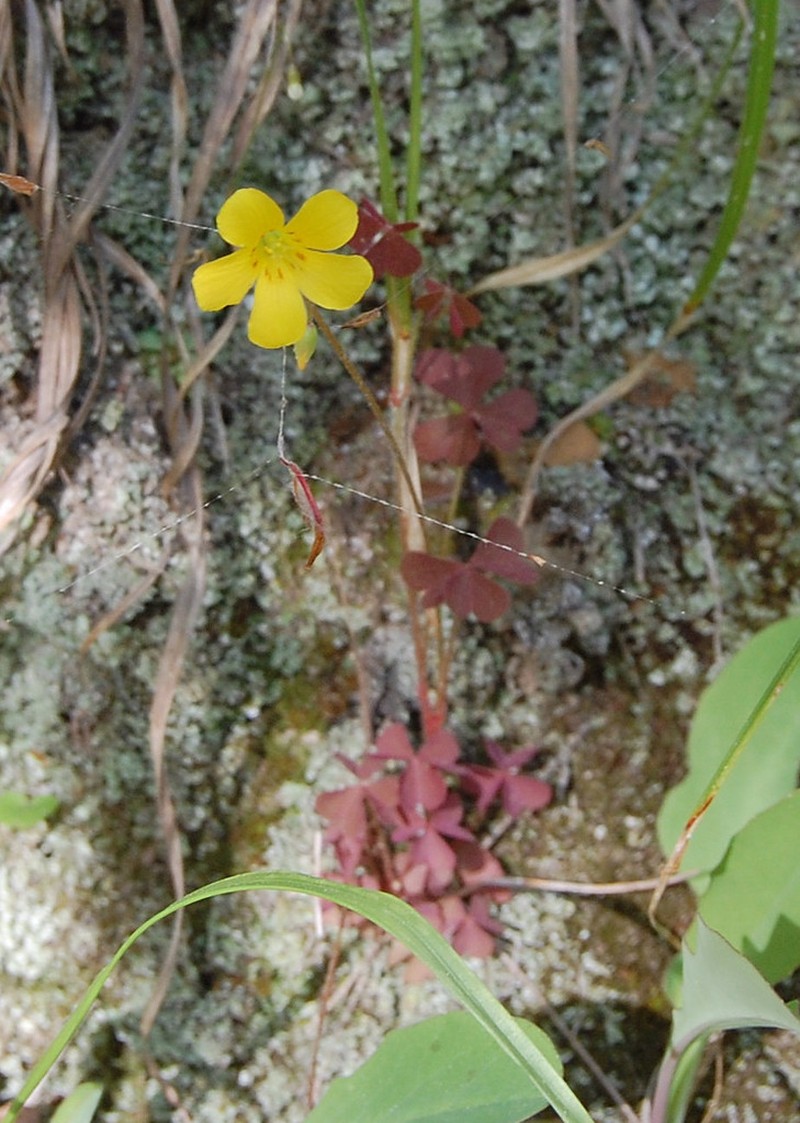 Tufted Yellow Woodsorrel photo 4