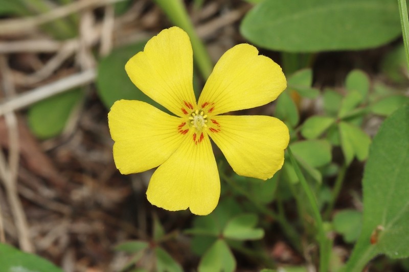 Tufted Yellow Woodsorrel photo 5