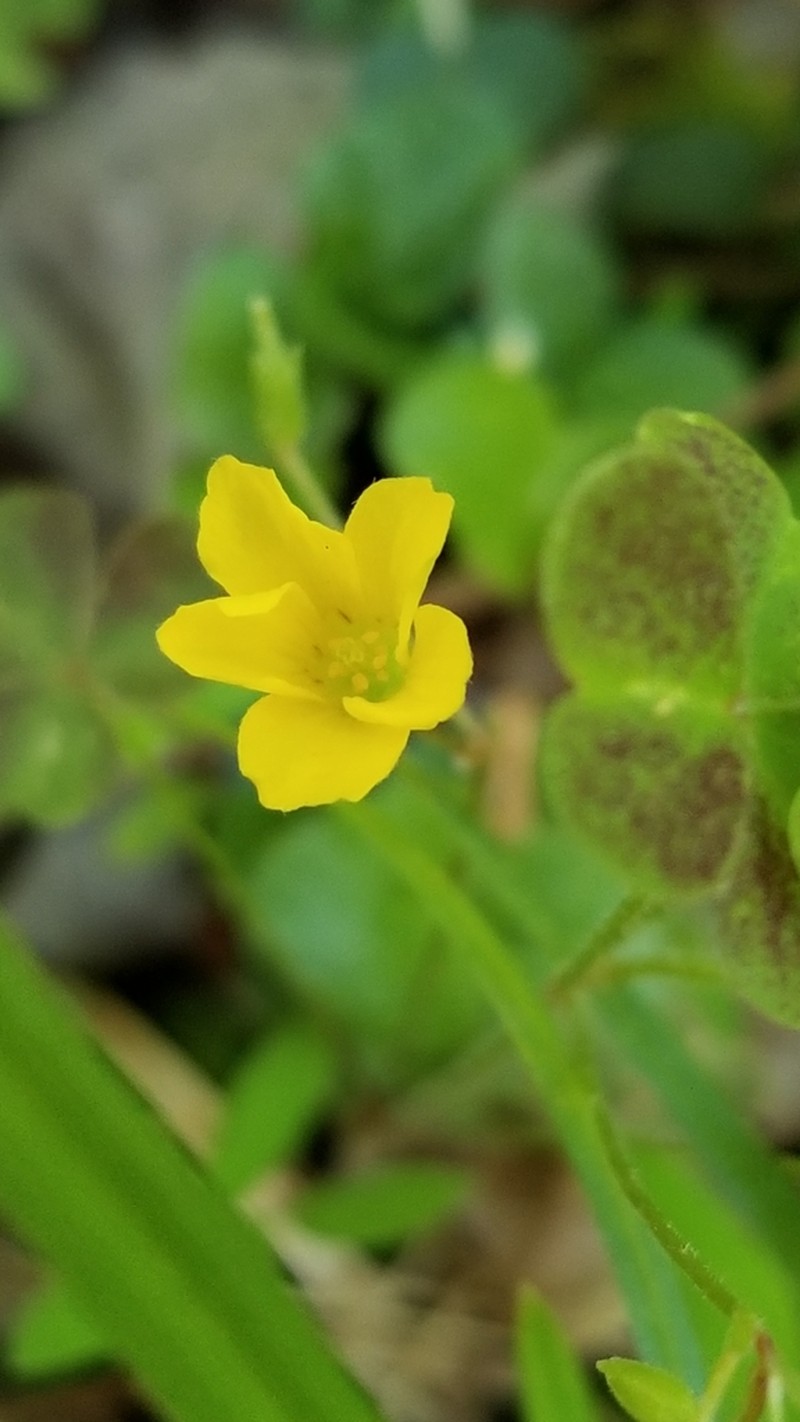 Tufted Yellow Woodsorrel photo 6