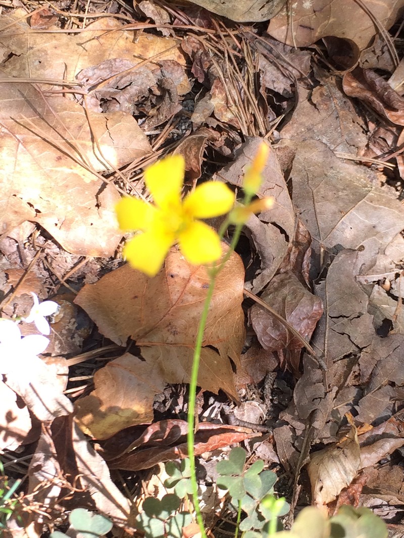 Tufted Yellow Woodsorrel photo 7