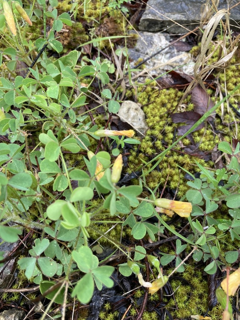 Tufted Yellow Woodsorrel photo 8