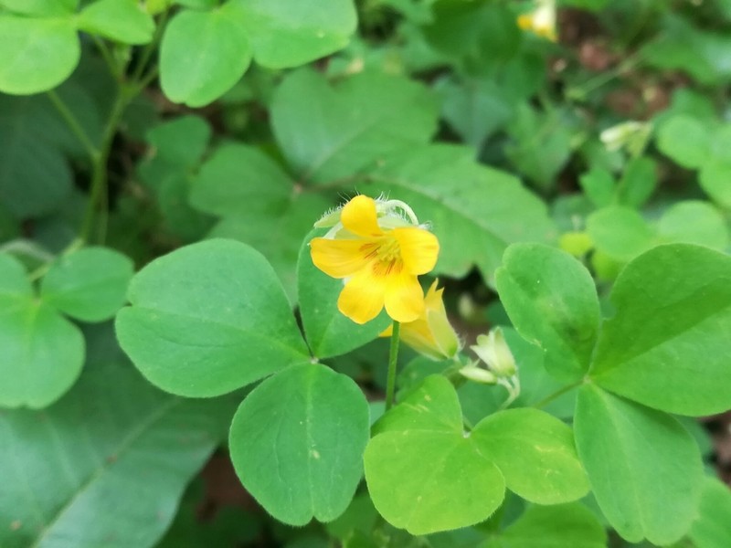 Oxalis madrensis