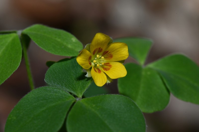 Oxalis madrensis photo 2