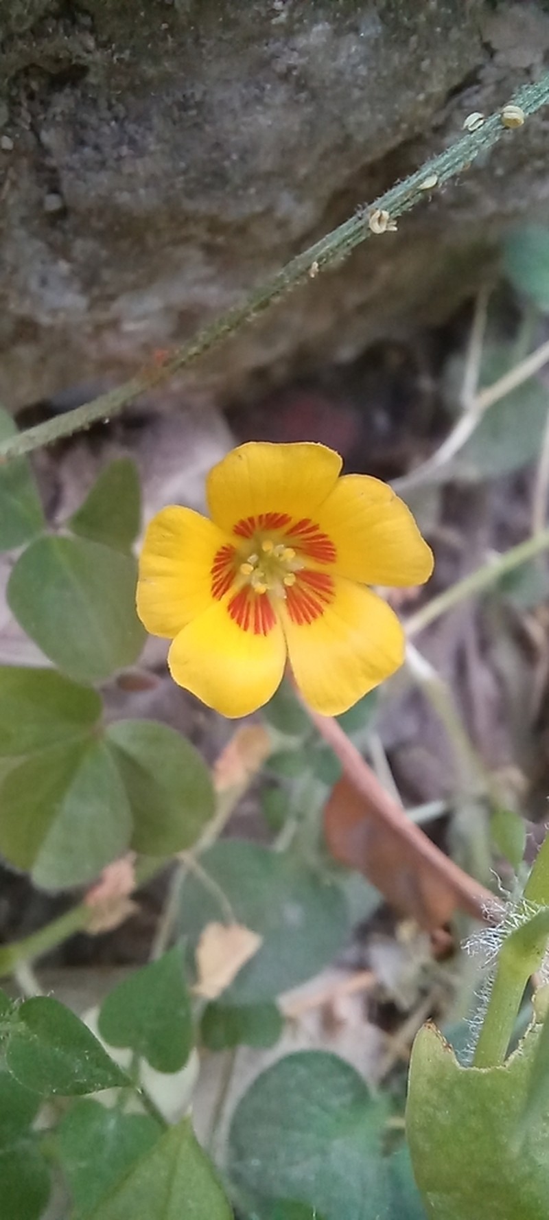 Oxalis madrensis photo 3