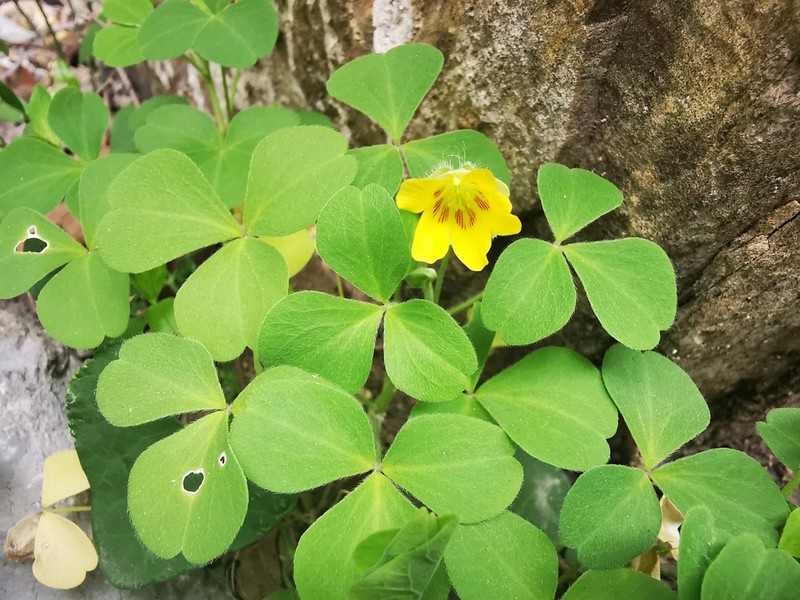 Oxalis madrensis photo 4