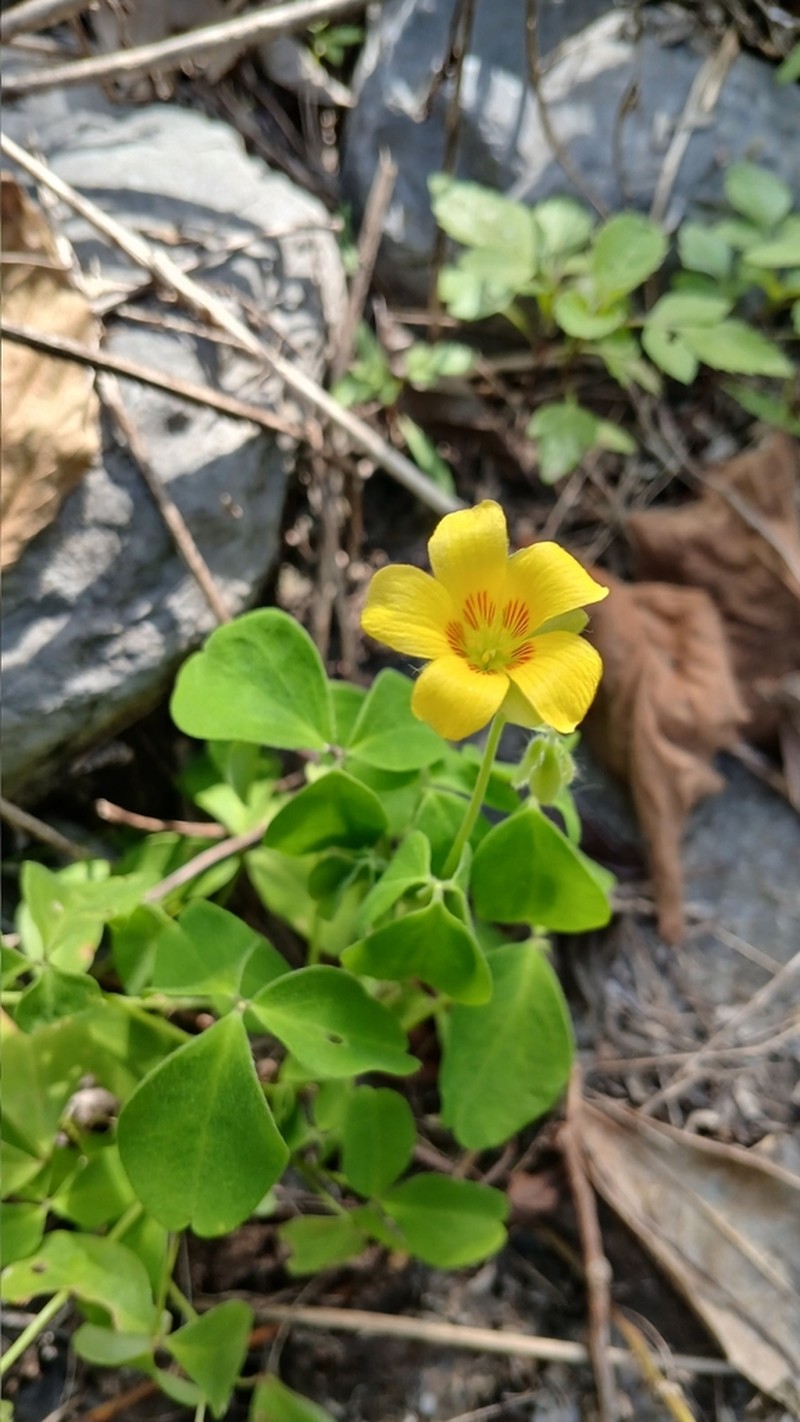 Oxalis madrensis photo 5